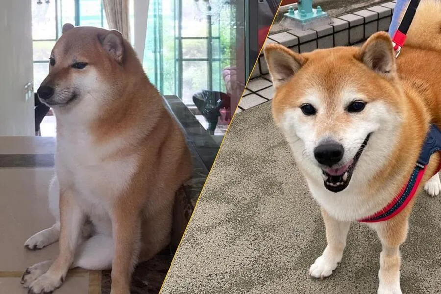 Fallece Cheems, el perrito del meme