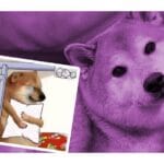 Los cuidadores de Cheems informaron de la muerte del perrito, el 18 de agosto