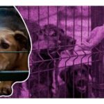 maltrato animal CDMX