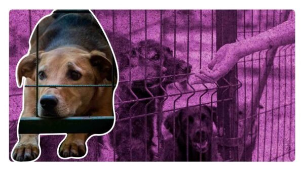 maltrato animal CDMX