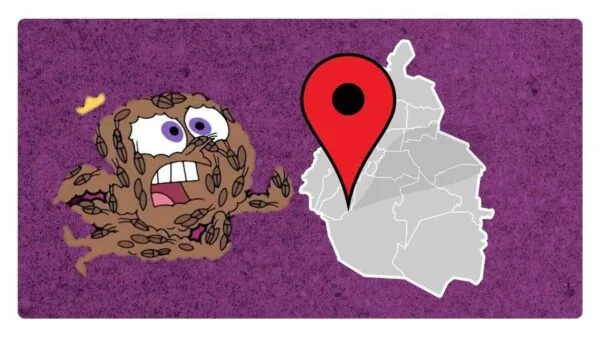 Plaga de chinches en la cdmx: Martí Batres dice que no hay plaga