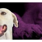 Envenenamiento de perros San Luis