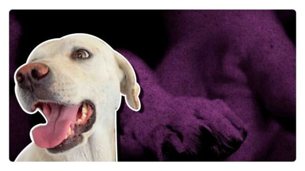 Envenenamiento de perros San Luis