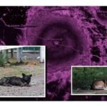animales-calle-huracan