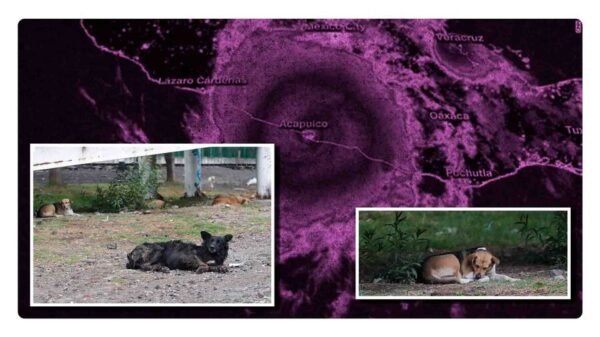 animales-calle-huracan