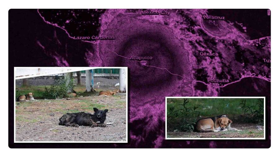 animales-calle-huracan