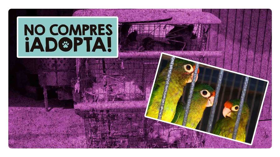 Venta de animales en el mercado de sonora