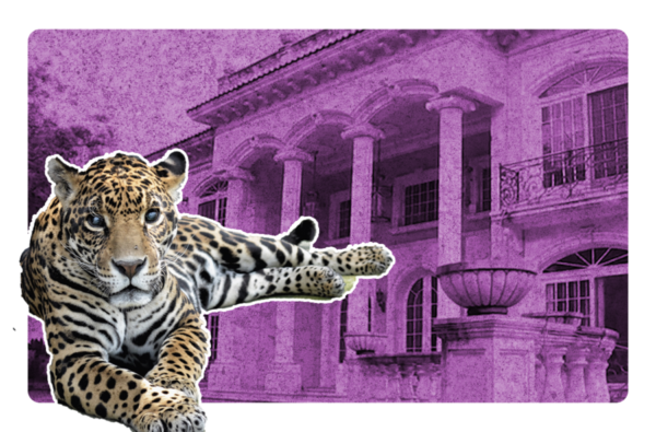 Decomisaron a jaguar del cartel de jalisco