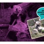 panda gigante en México