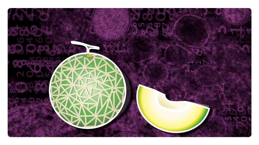 investigan melones por contagios de salmonela