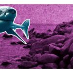 Turista muere tras mordida de tiburón