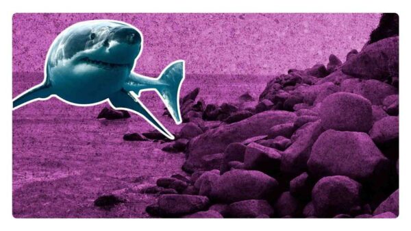 Turista muere tras mordida de tiburón