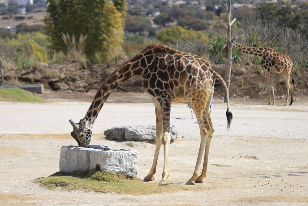 Benito llega a Africam Safari