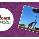 Benito la jirafa avanza su caso