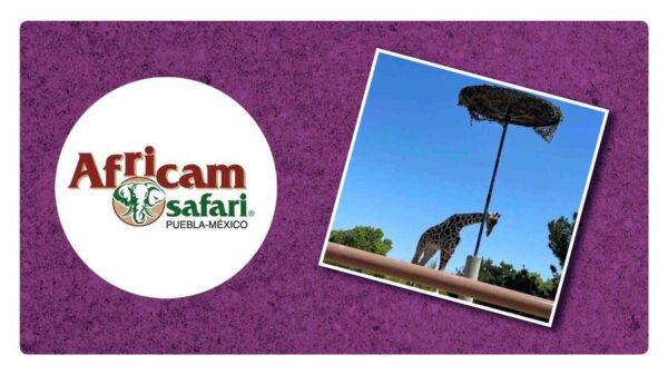 Benito la jirafa avanza su caso