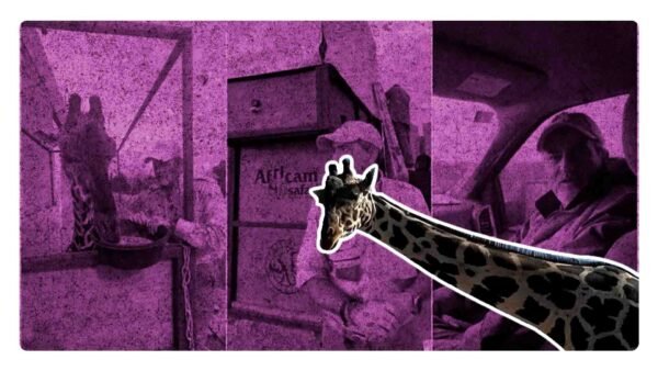 Benito llega a Africam Safari