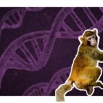 mono clonado en China