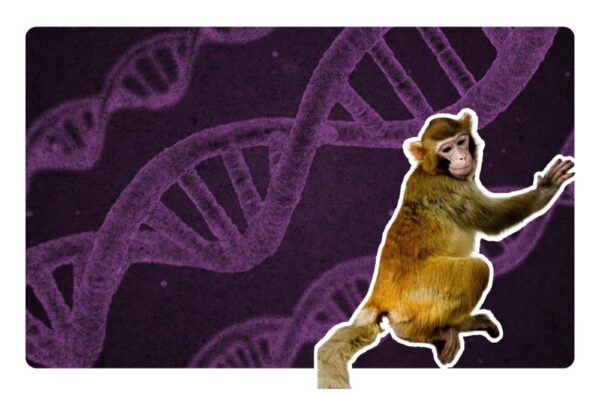 mono clonado en China