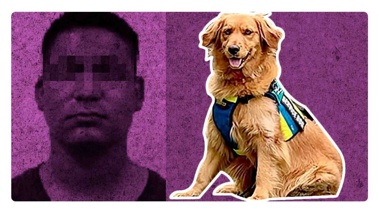 Golda, la perrita que contribuyó en un juicio para la sentencia de un violador