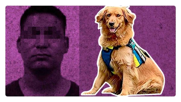 Golda, la perrita que contribuyó en un juicio para la sentencia de un violador