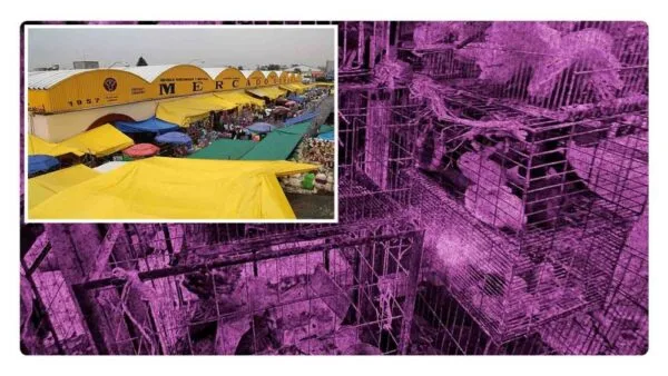 Mercado de Sonora
