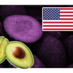 Se prohíbe exportar aguacate proveniente de huertos ilegales a EE.UU