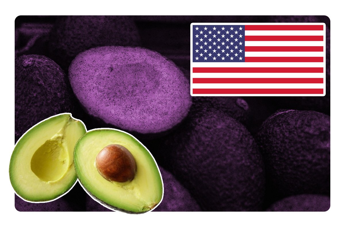 Se prohíbe exportar aguacate proveniente de huertos ilegales a EE.UU