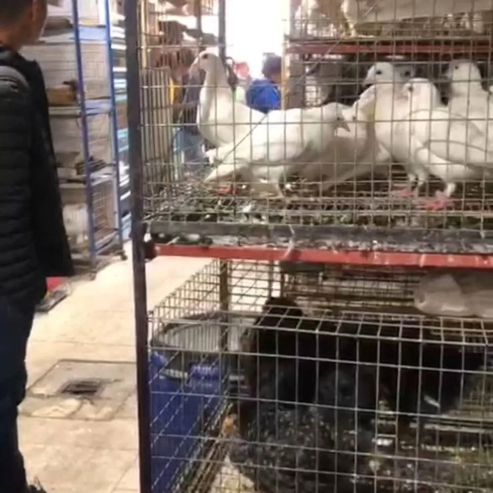 animales hacinados1