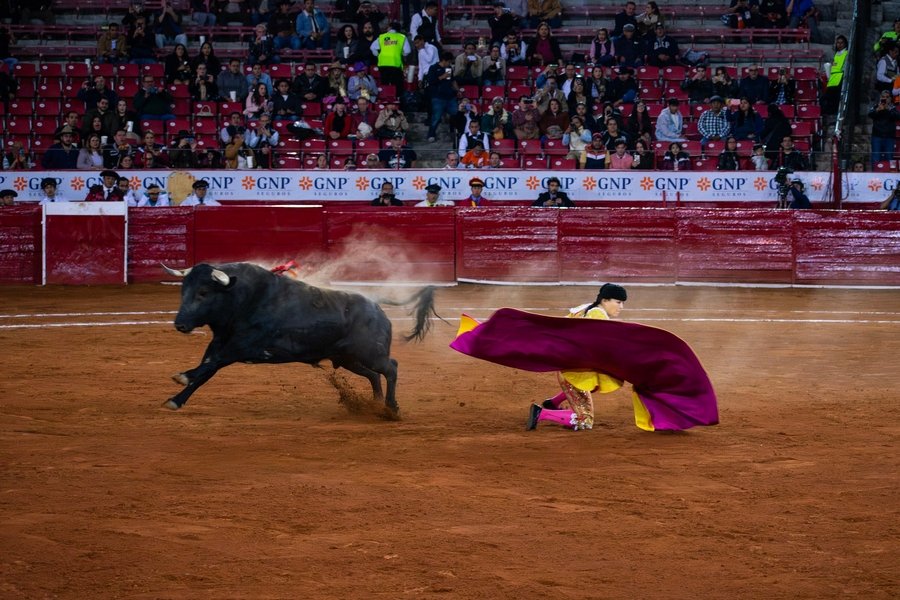 El juzgado Quinto negó el amparo a suspensión definitiva de corridas de toros en CDMX.