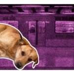 Muere el perro atropellado en la Línea 12 del Metro de la CDMX. Señalan irregularidades y negligencia