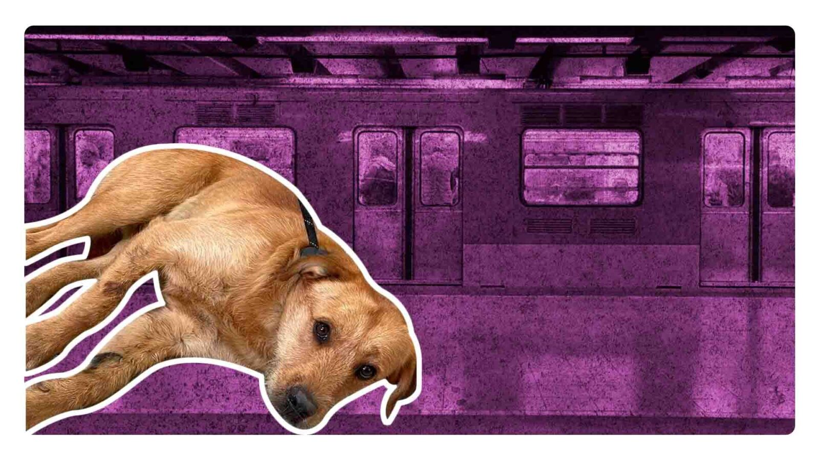 Muere el perro atropellado en la Línea 12 del Metro de la CDMX. Señalan irregularidades y negligencia