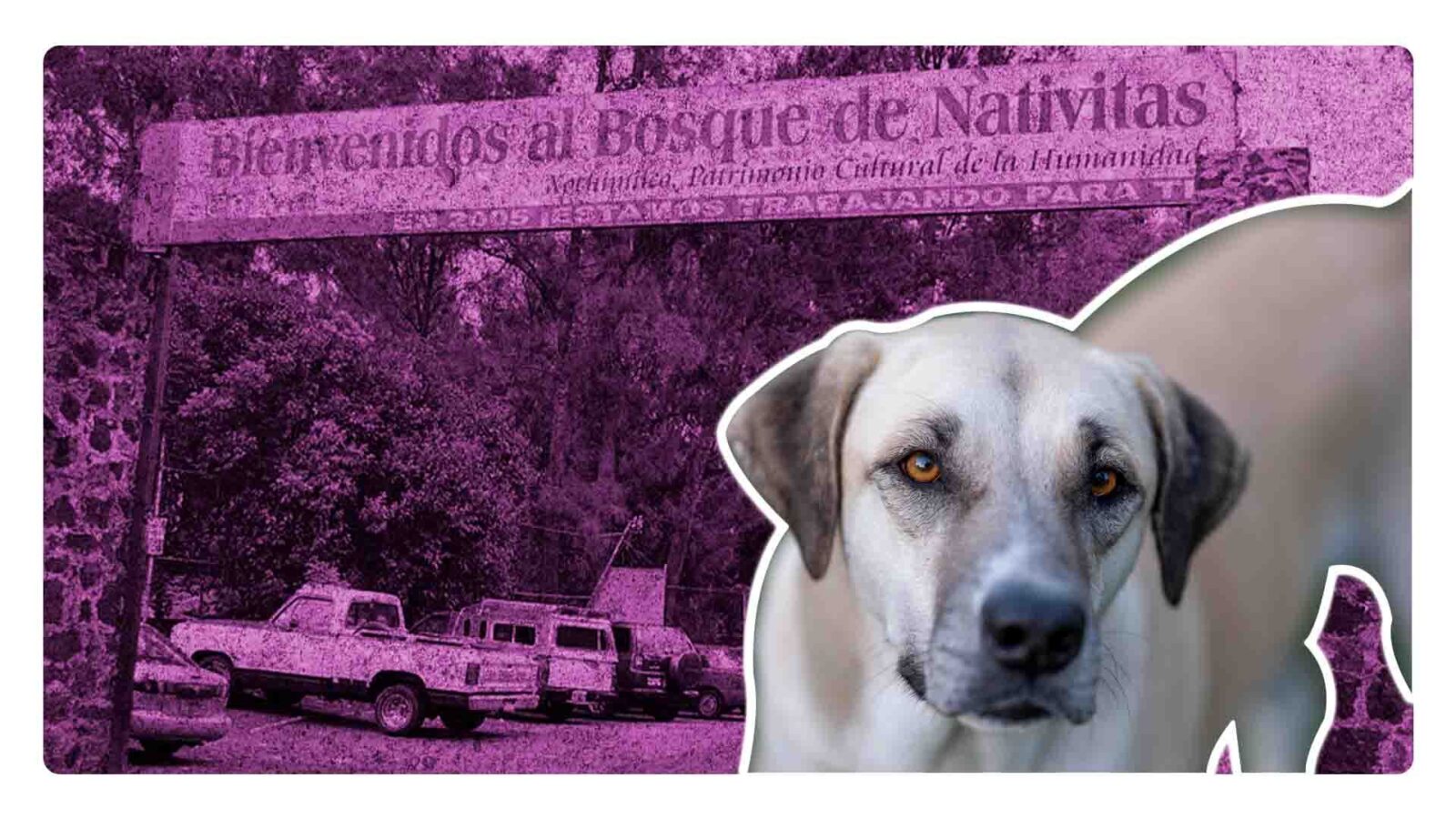 Continúan asesinatos a perros en el Bosque de Nativitas, Xochimilco.