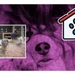 primer refugio para animales maltratados neza