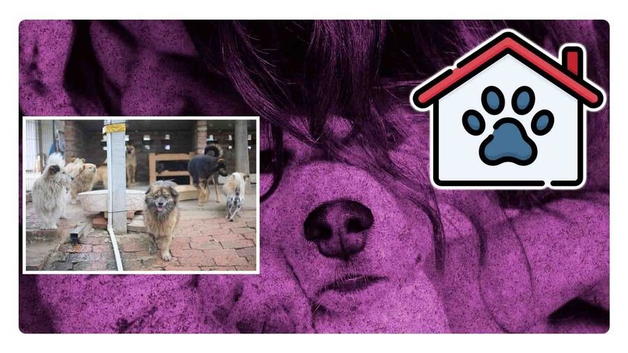 primer refugio para animales maltratados neza