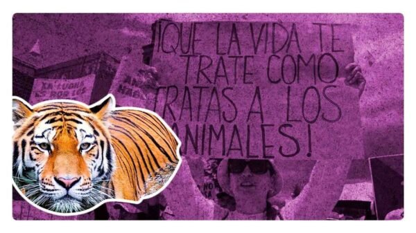 encuentran tigre decapitaod en valle de bravo