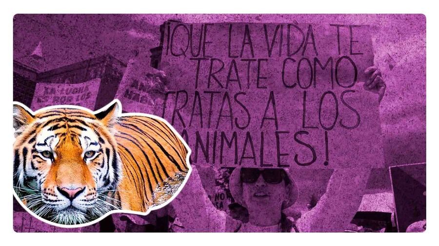 encuentran tigre decapitaod en valle de bravo