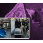 Capturan a un lobo en las calles de la alcaldía Gustavo A. Madero