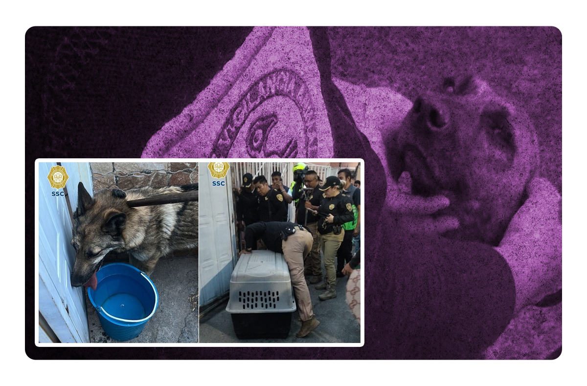 Capturan a un lobo en las calles de la alcaldía Gustavo A. Madero