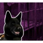 Adis, el perro se jubiló después de servir al Grupo Especial k9