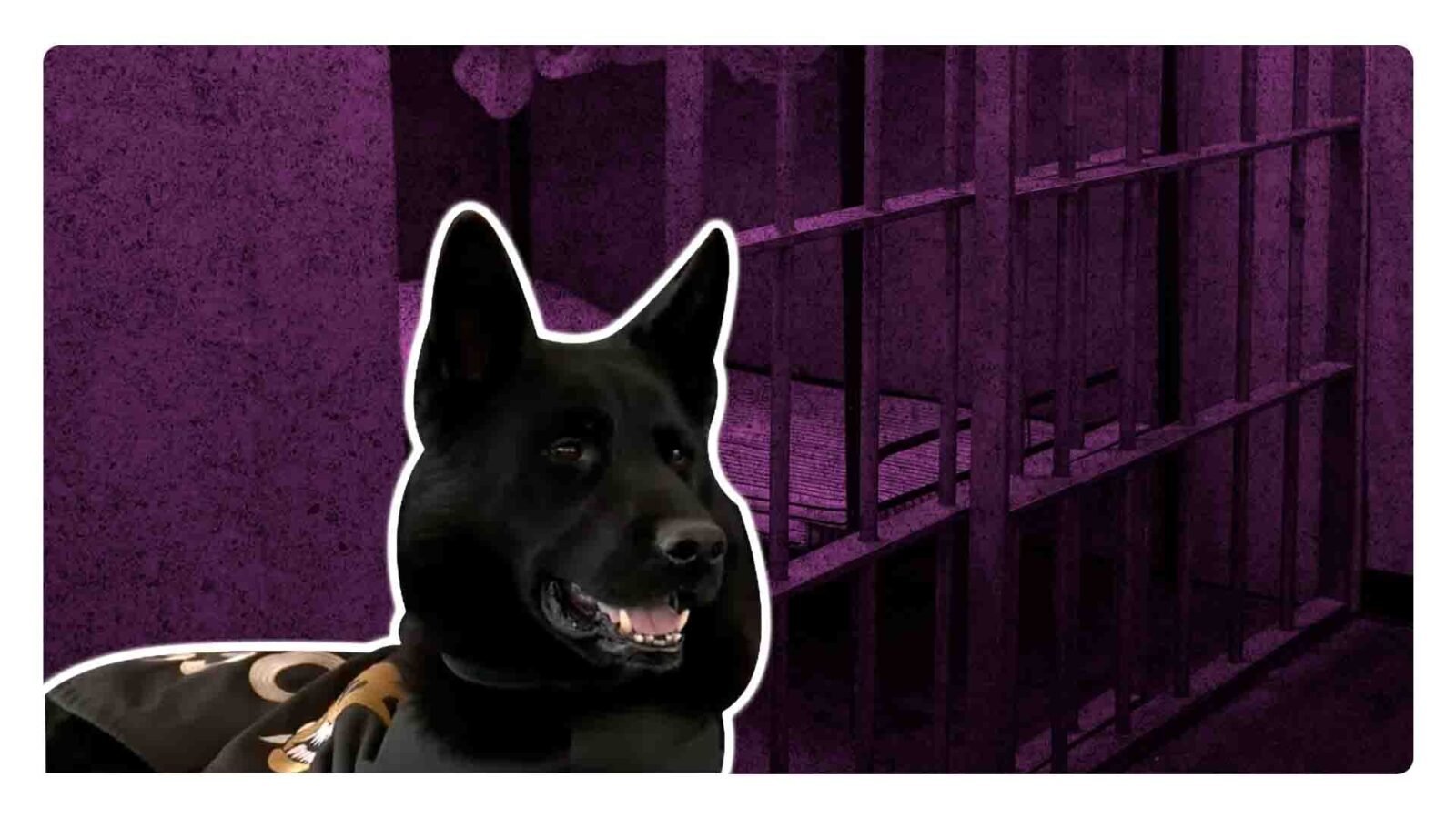 Adis, el perro se jubiló después de servir al Grupo Especial k9