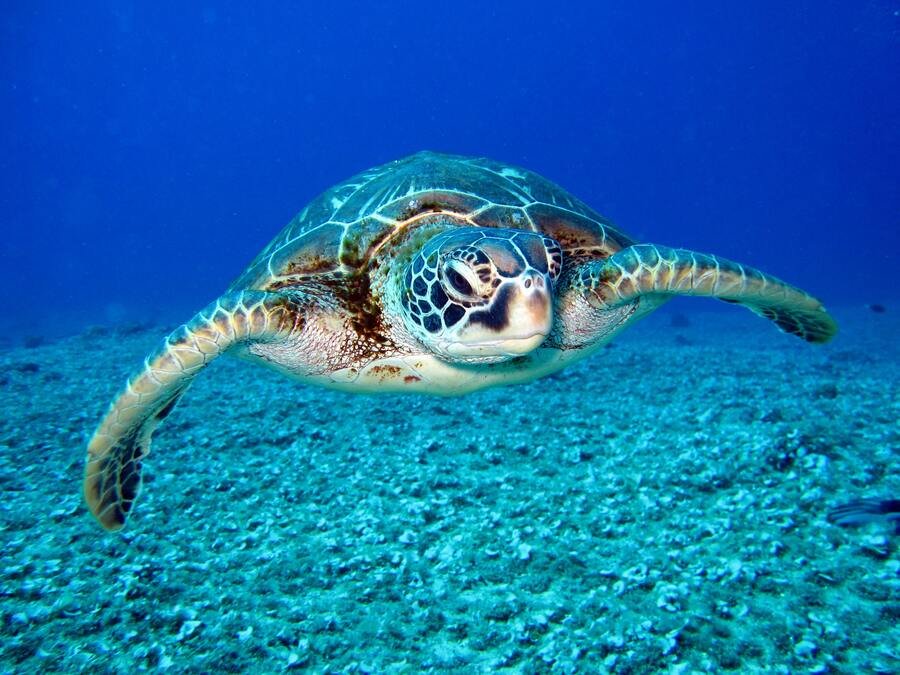 carne de tortuga quelonitoxicismo