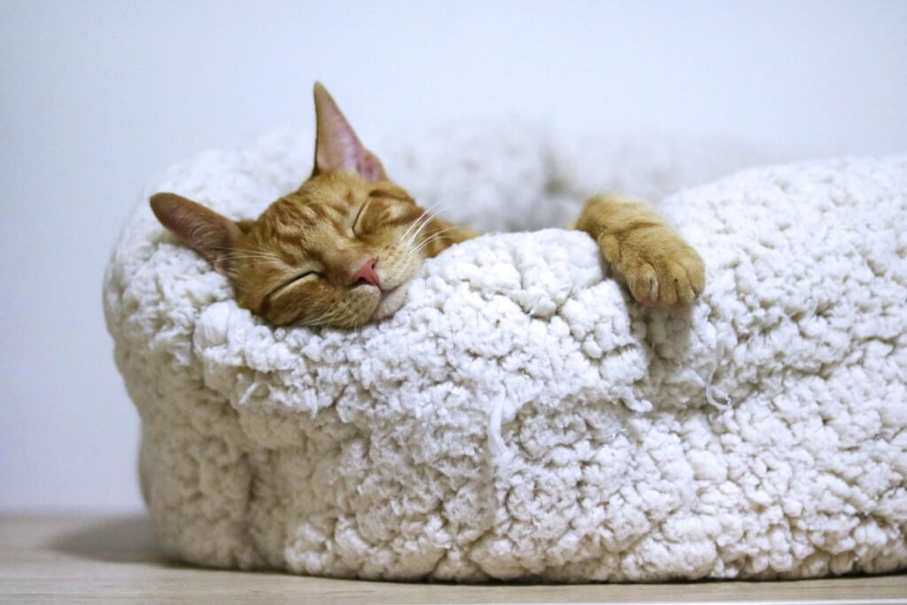 dia del sueño y la siesta colectiva: ¿donde y cuando?