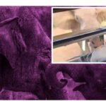 elefante levanta camion de turistas en safari en sudafrica