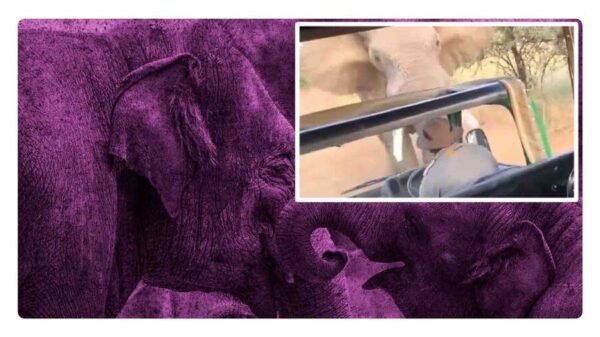 elefante levanta camion de turistas en safari en sudafrica