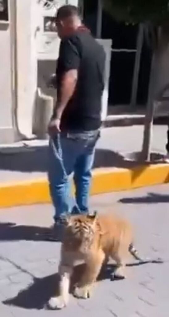 tigre en tulancingo