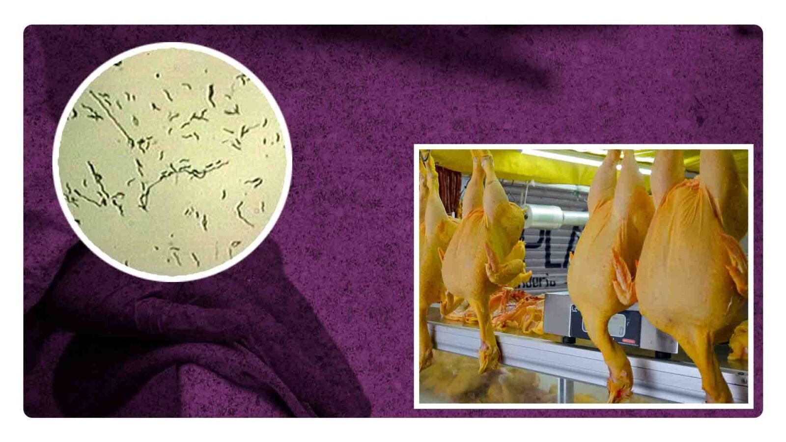 ¿Por qué no debes lavar el pollo crudo?