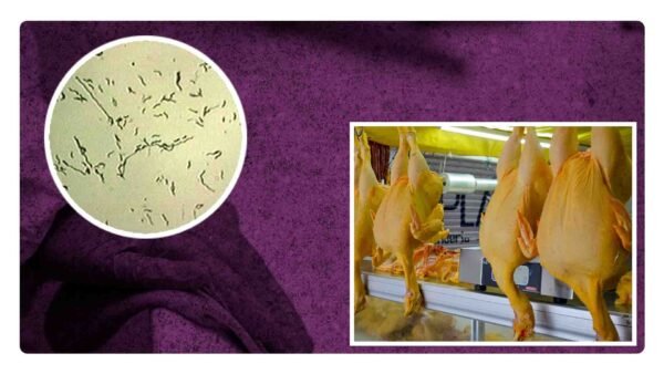 ¿Por qué no debes lavar el pollo crudo?