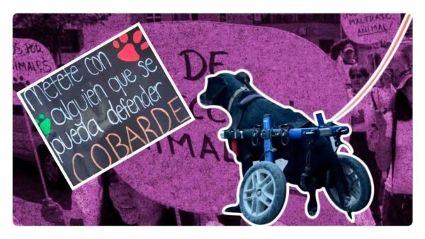 Marcha por los animales