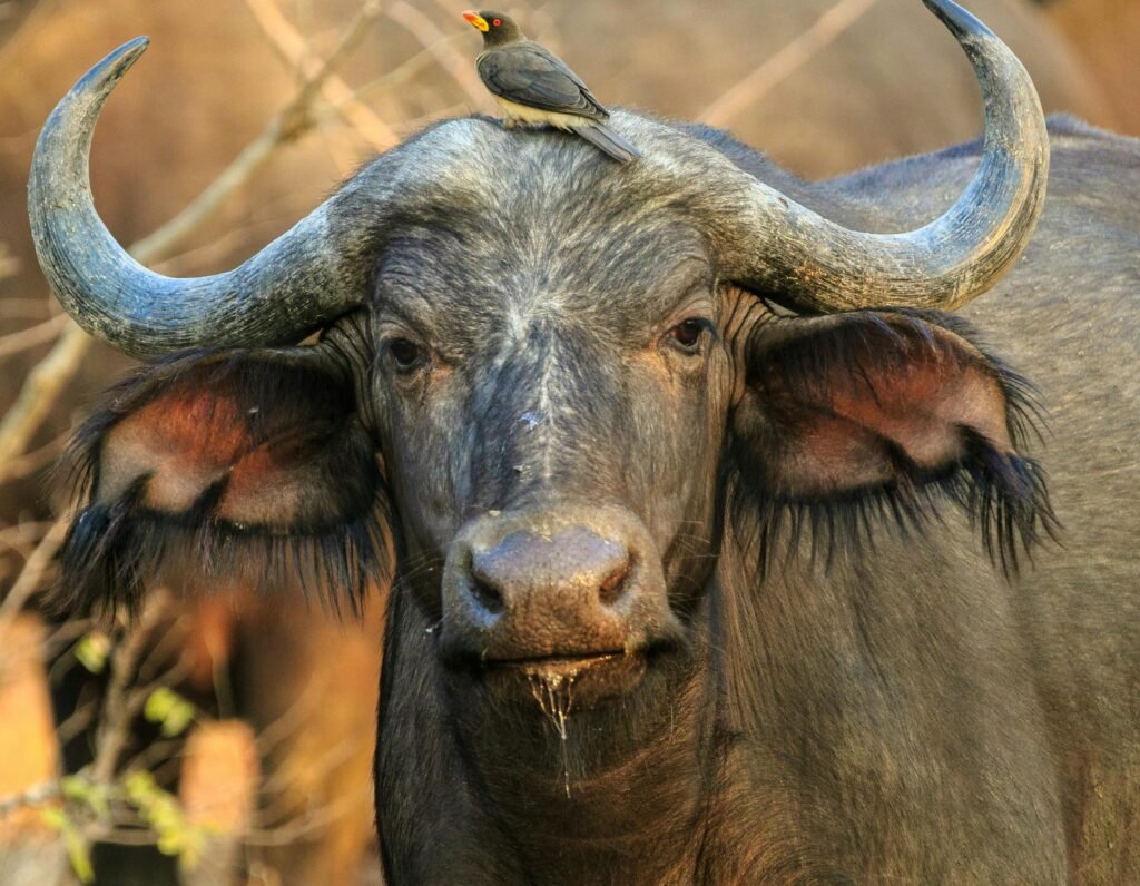 Marcha por los animales