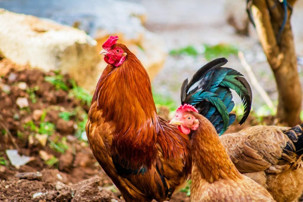 Marcha por los animales